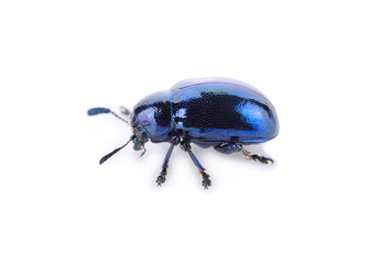 Blue insect on a white background.