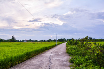 Fototapeta na wymiar road country farm rice in north Thailand