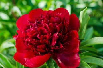 Red peonies blossoming in the garden. Shallow depth of field.