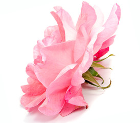 rose flower head isolated on white background cutout
