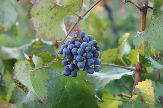 Photo picture of a beautiful grape fruit vineyard ready to produce wine