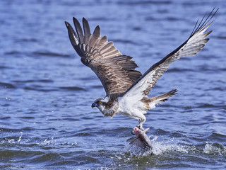 Osprey (Pandion haliaetus)
