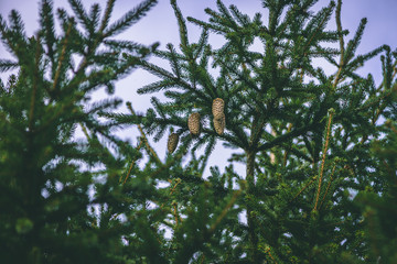 Tips of branches of coniferous tree  during autumn season on sky background