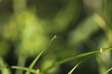 Rainbow on the grass after the rain.