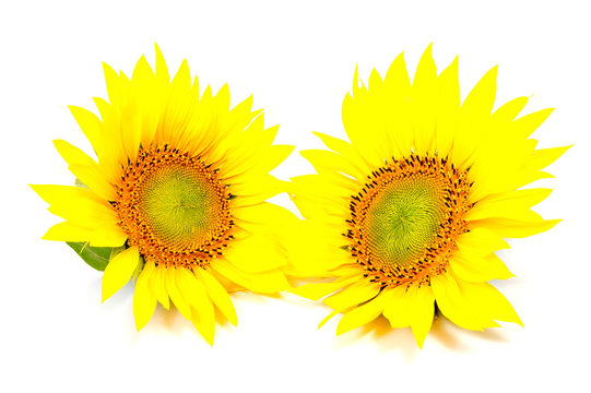 beautiful flower sunflowers on white background