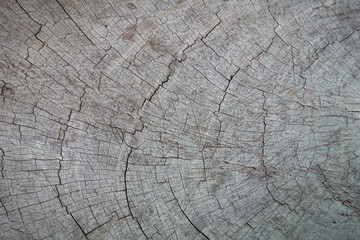 Fototapeta premium Old wood texture background. Floor surface