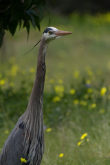 Great Blue Egret 5