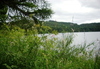 Paysage de plan d'eau aux rives verdoyantes. Herbes au premier plan. Branches de conifère à gauche. Colline boisée et ciel nuageux en arrière plan. Lac du Bouchet, Haute-Loire, France 