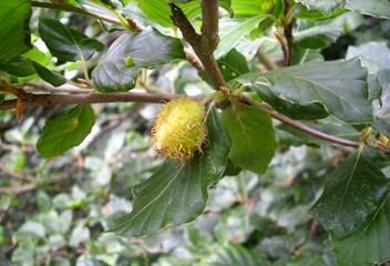 Obraz premium Détail d'un hêtre commun (Fagus sylvatica) dans une forêt.