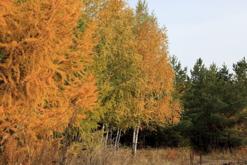 larch in the autumn coniferous forest