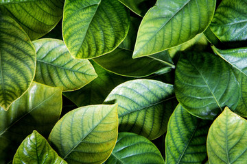 the  Fresh tropical Green leaves background