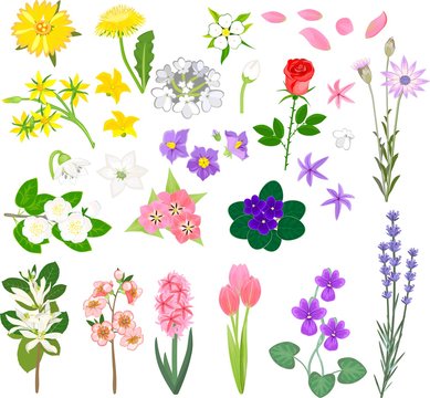 Set of different flowers on white background
