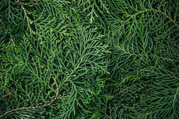 Naklejka na ściany i meble the fresh green pine leaves , Oriental Arborvitae, Thuja orientalis (also known as Platycladus orientalis) leaf texture background for design foliage pattern and backdrop