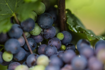fresh blue and green grapes 