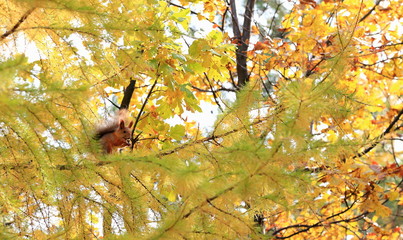 squirrel in the autumn forest on the branches of a coniferous tree