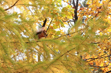 squirrel in the autumn forest on the branches of a coniferous tree