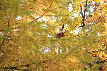squirrel in the autumn forest on the branches of a coniferous tree