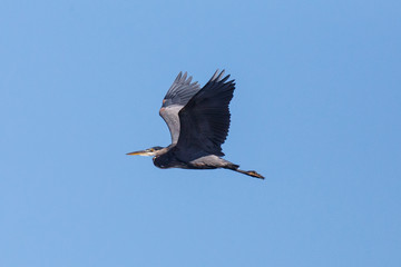 Flying Great Blue Heron with wings pointed upward on a sunny day with blue sky background.