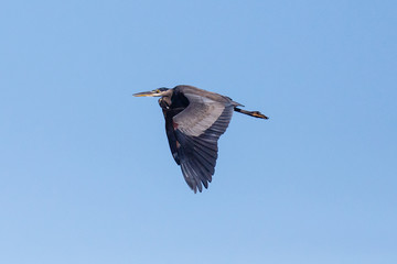 Great Blue Heron flying with wings spread down and beak partially open against the blue sky.