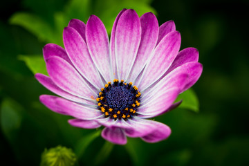 Pink Flower 