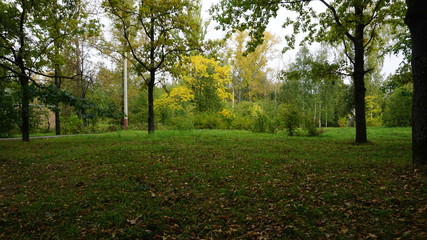 Nature forest