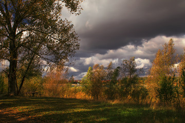 Fototapeta premium Autumn red-yellow landscape, sunny day in the grove, selective focus