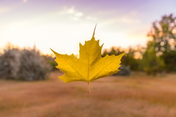 Floating Leaf