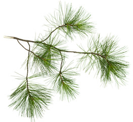 Fir tree branches isolated on white background. Christmas pine tree branches decoration.