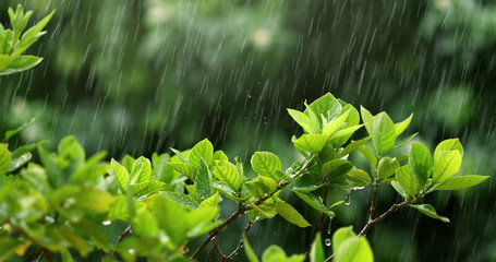 nature fresh green leaf branch under havy rain in rainy season - 176804344