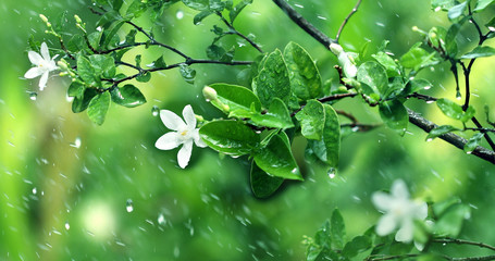 nature fresh green leaf branch under havy rain in rainy season