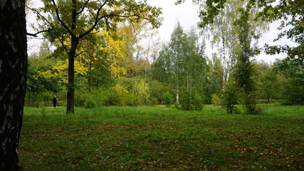 Nature forest