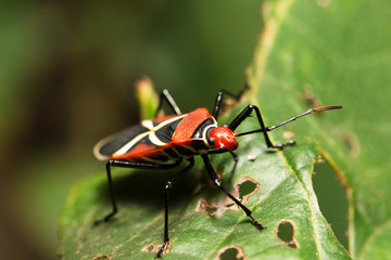 Cotton Stainer Bug