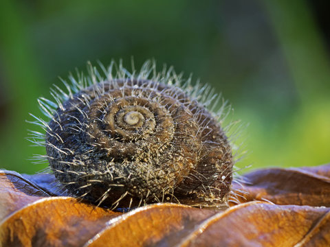 Hairy Snail, behaarte Laubschnecke (Trichia hispida)