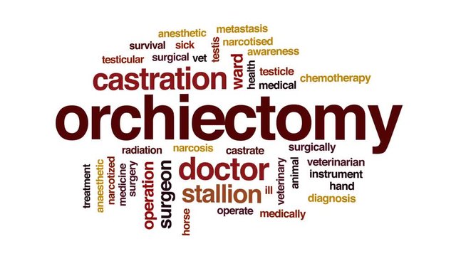 Orchiektomie Bilder Durchsuchen 163 Archivfotos, und