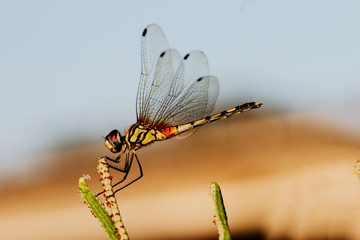 Dragonfly Macro 