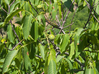 Green unripe walnuts on tree with leaves close-up, selective focus, shallow DOF