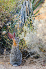 Desert Cottontail Rabbit