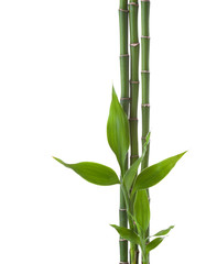 Plakat Three branches of Bamboo isolated on white background. Sander's Dracaena