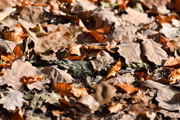 Herbstliches