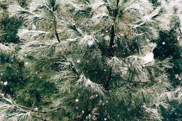 Close up of pine branch on a snowing day. Winter background with