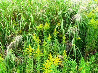 荻と背高泡立草のある風景