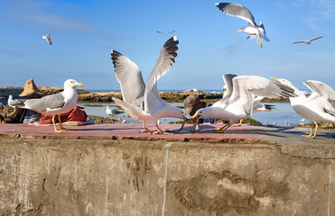 Seagulls in port, Essaouira, Morocco