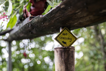 Ant Crossing in Costa Rica