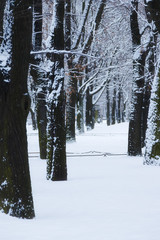 Fototapeta premium City Park in winter