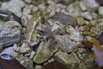 agile frog (rana dalmatina, italica)in its habitat
