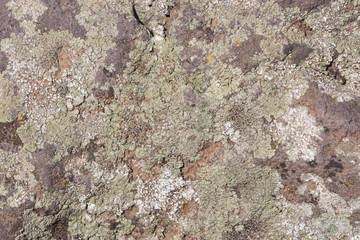 Old grey and brown rough stone wall with lichen, closeup texture background, selective focus, shallow DOF