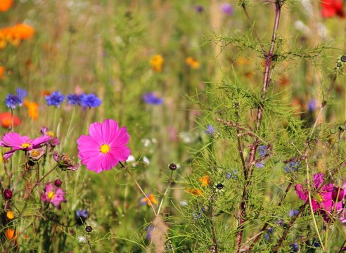 Magerwiese Bilder Durchsuchen 2,343 Archivfotos, und