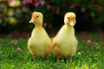 little yellow ducklings