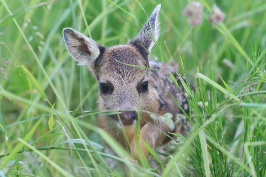 Little deers in the grass. Spring in the nature. Capreolus capreolus. Baby deer.Wildlife scene from nature.