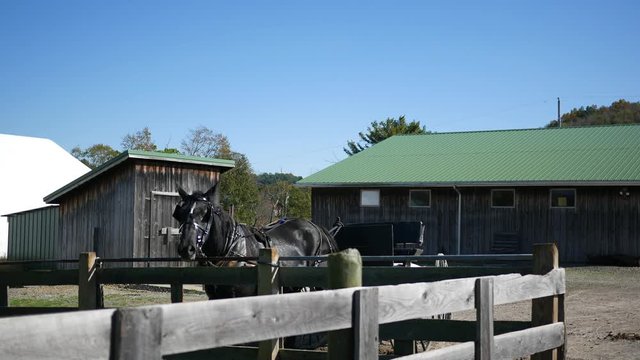 A black horse tied up to a wooden fence near an Amish farm